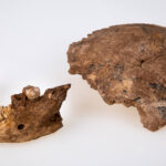 Neanderthal Nesher Shamra Israele fossili