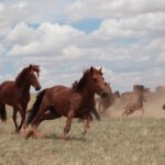 caballos modernos domesticados caballo