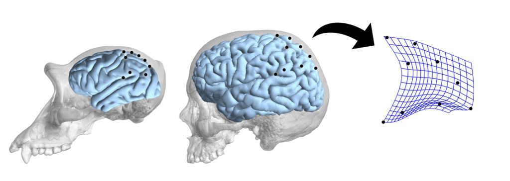 anthropology neuropsychology brain  Antropología neuropsicología evolución cerebral