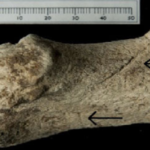 Blick Mead Stonehenge Mesolithic