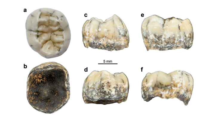 Tooth Denisovans Asia