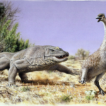 Australia uova Genyornis newtoni eggs