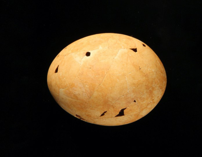 Australia uova Genyornis newtoni eggs