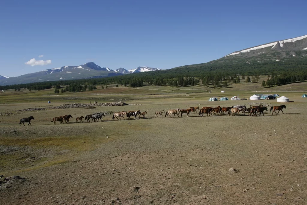 Viehzucht Milchwirtschaft Mongolei