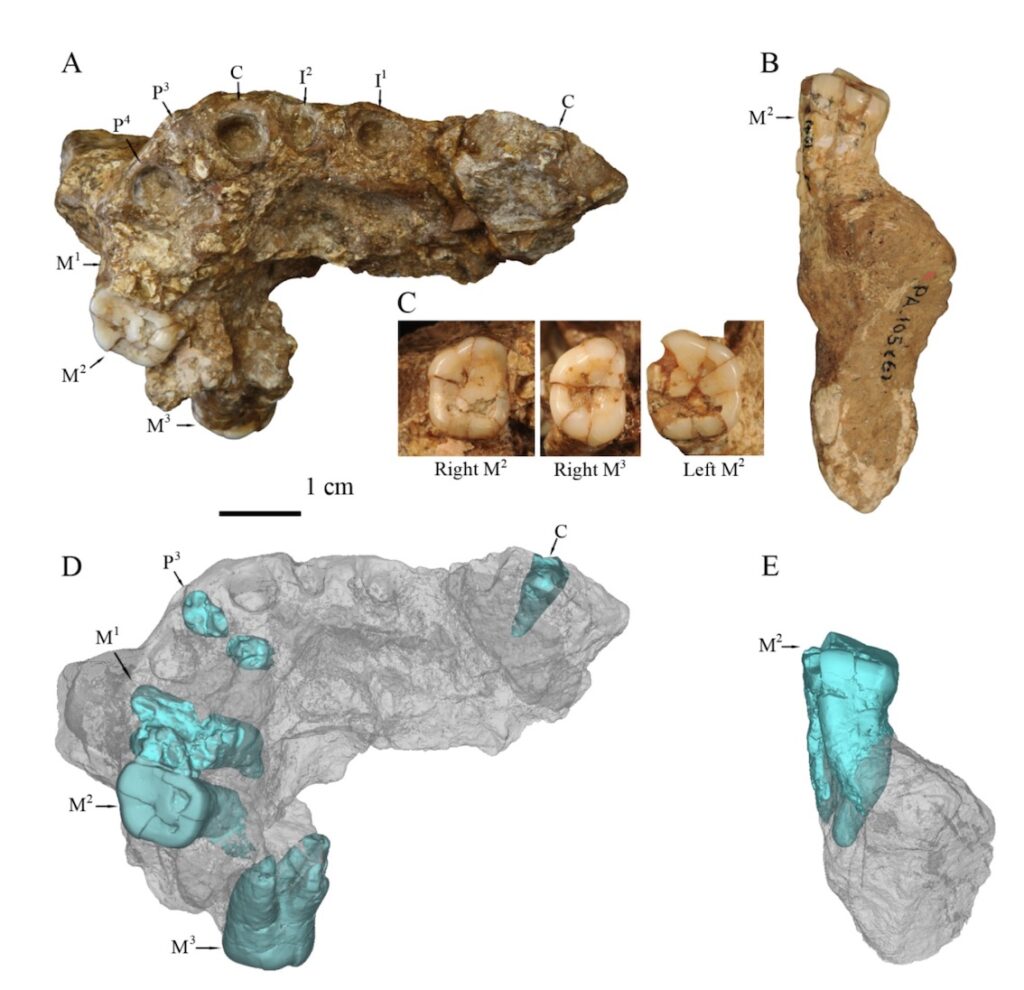 Homo erectus Gongwangling China