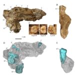 Homo erectus Gongwangling China