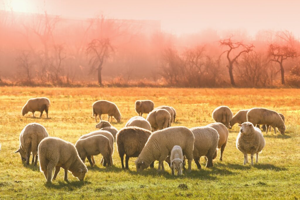 Bronze Age Italy wool sheep