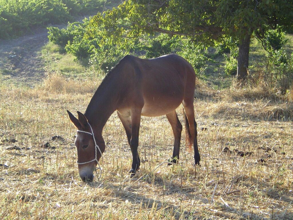 mule mules Roman