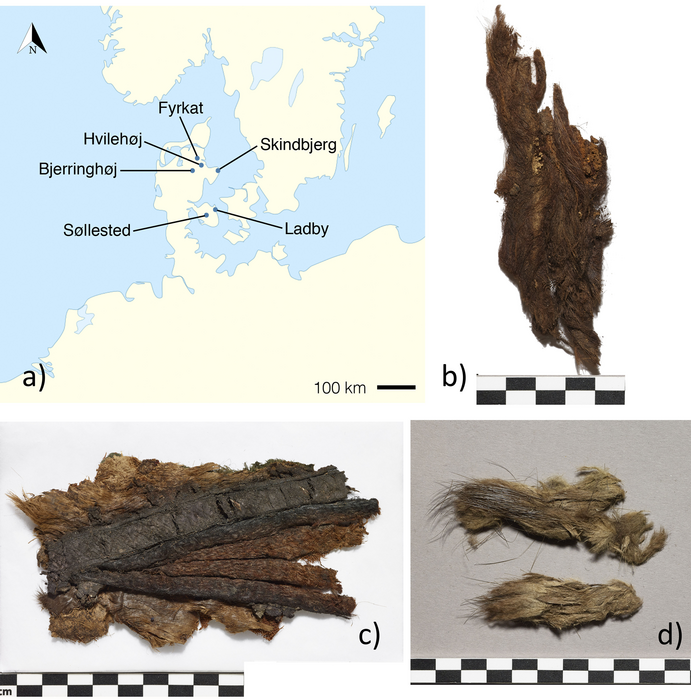 High-status Danish Vikings wore exotic beaver furs