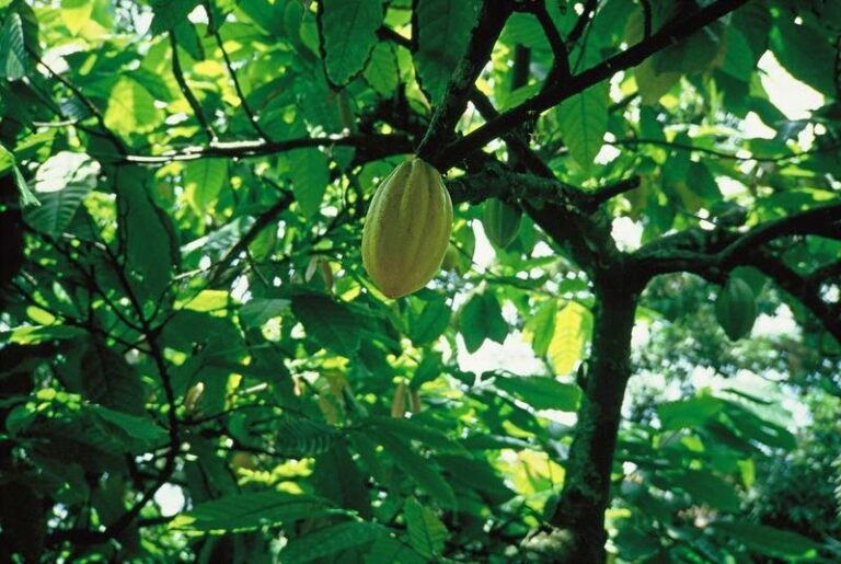 Cacao Maya