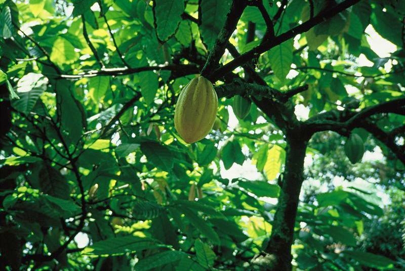Cacao Mayas