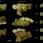 European Middle Pleistocene populations had similar dental traits Las poblaciones del Pleistoceno medio europeo presentan características dentales similares