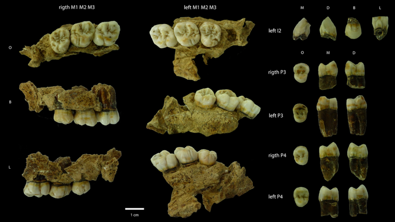 European Middle Pleistocene populations had similar dental traits