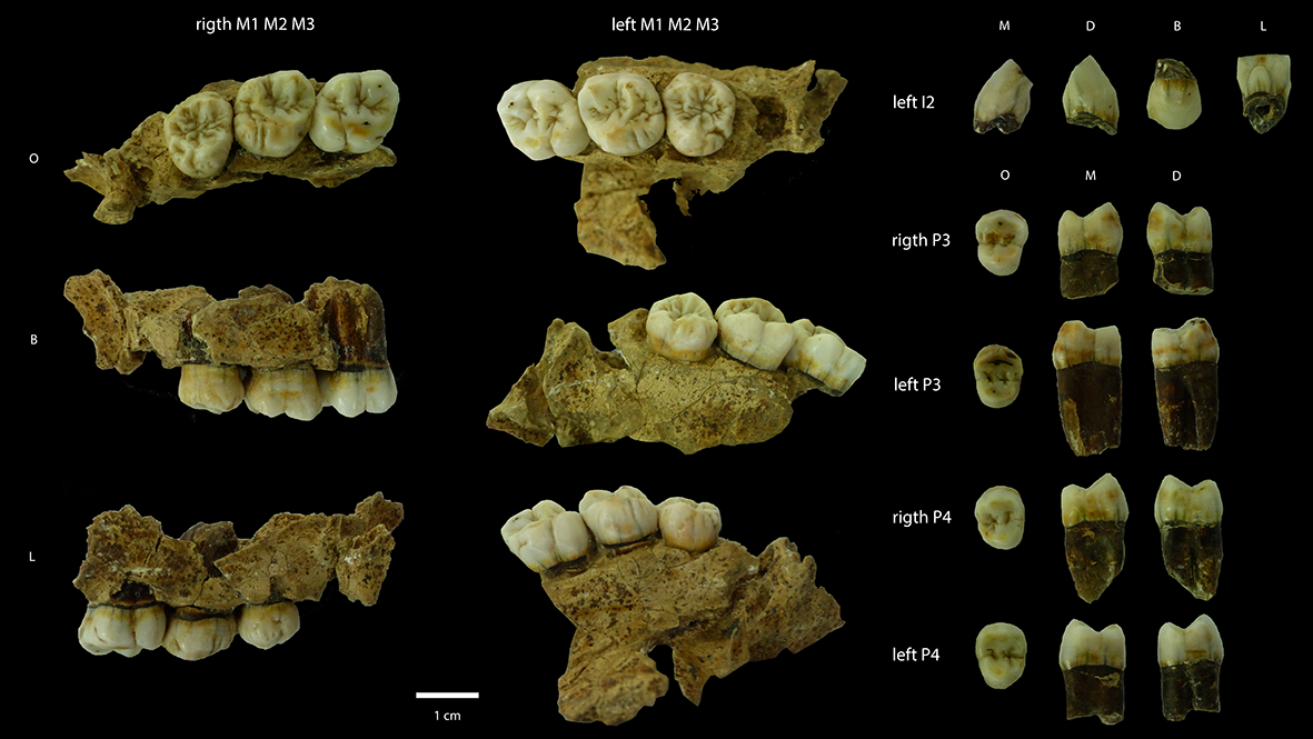 European Middle Pleistocene populations had similar dental traits Las poblaciones del Pleistoceno medio europeo presentan características dentales similares