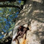 Mamody the last baobab digger