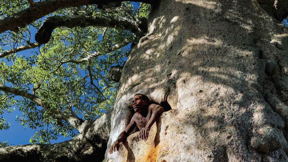 Mamody the last baobab digger