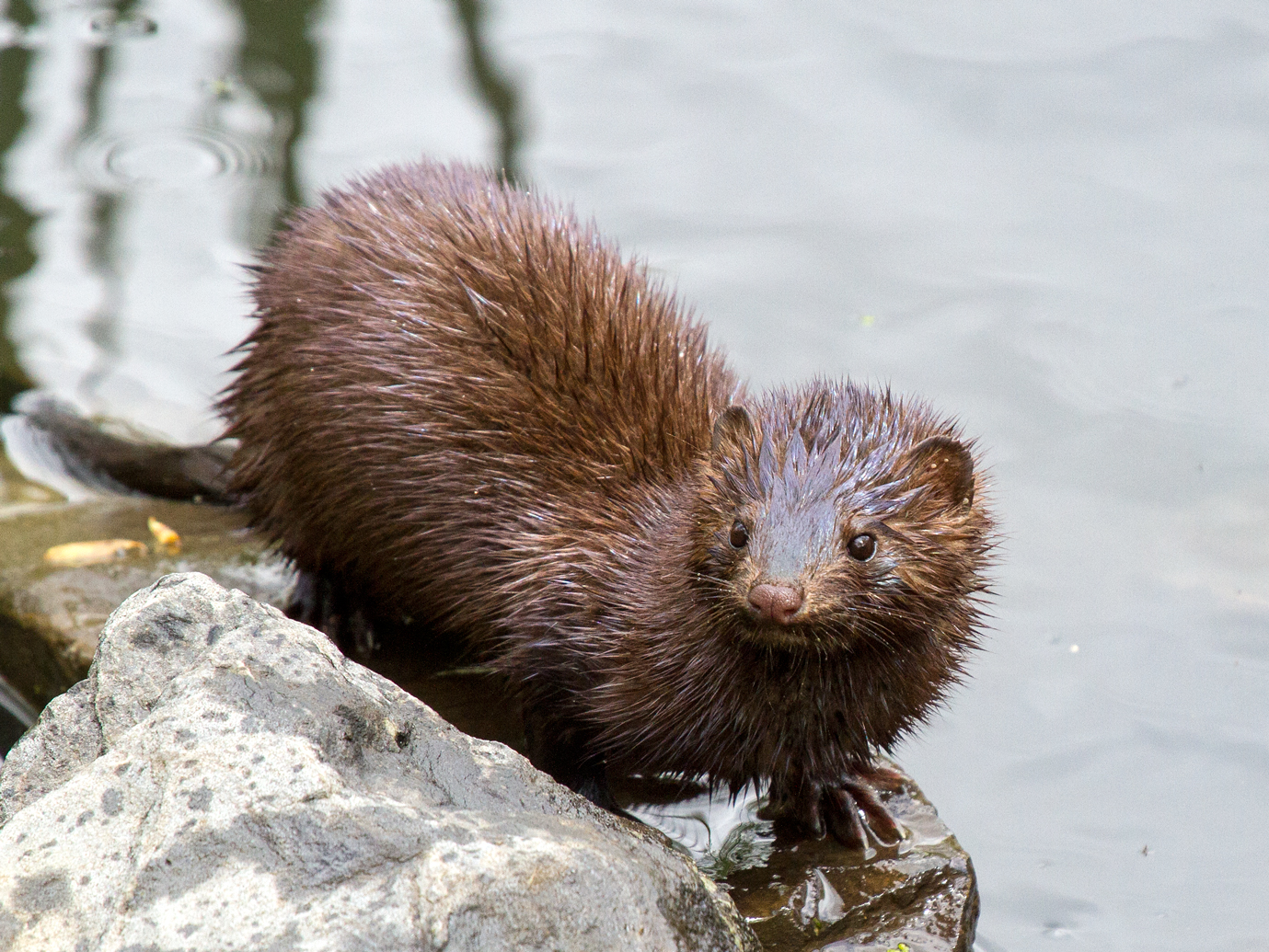 American mink What Can Furbearers Past and Present Teach Us About Future Conservation Efforts?