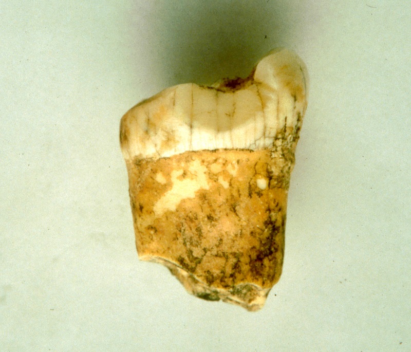 Neanderthals at Gabasa appear to have been carnivores Néandertaliens