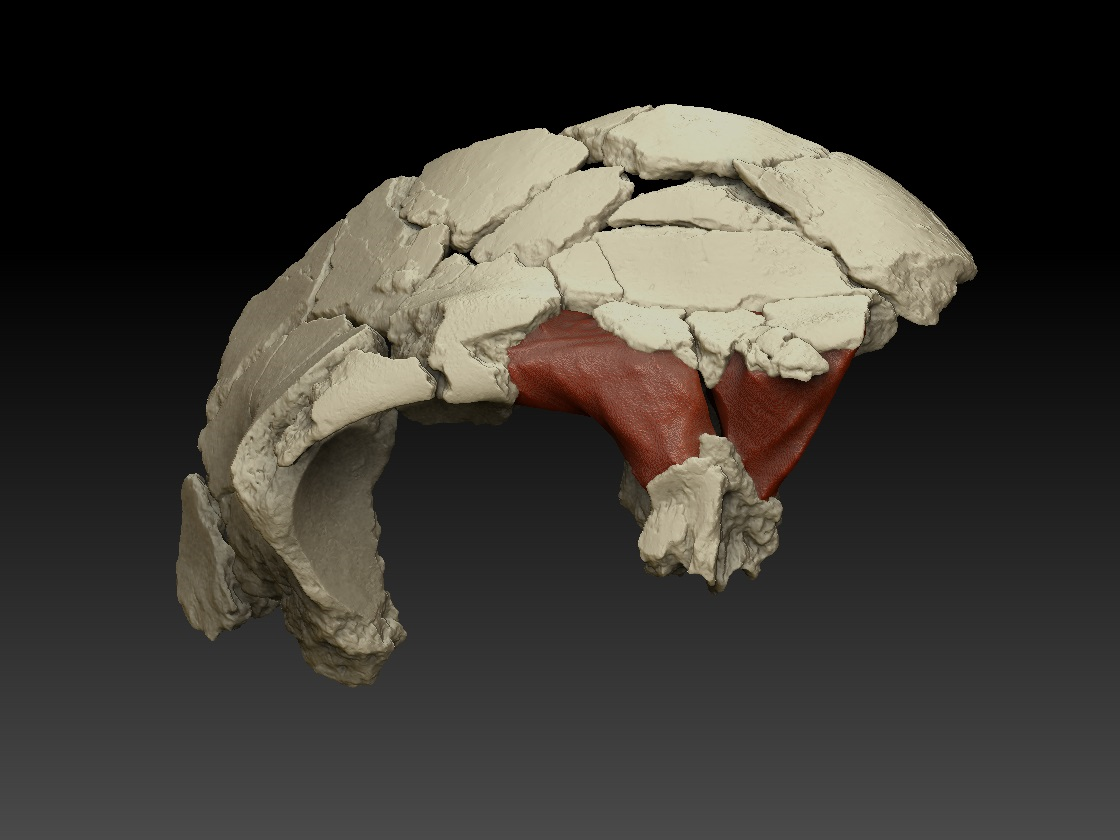 Primates' frontal sinuses could help to distinguish species ATD6-15 Homo antecessor/Elena Santos