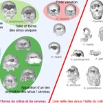 Primates frontal sinuses senos frontales could help to distinguish species
