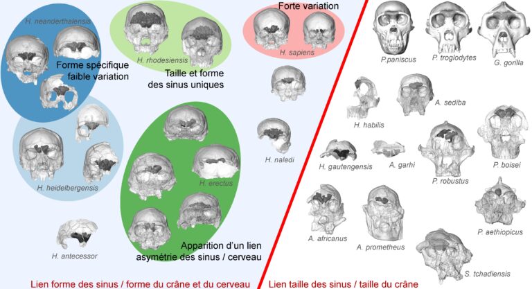 Primates frontal sinuses senos frontales could help to distinguish species