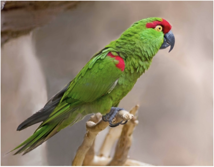 thick-billed parrot Old Bone Links Lost American Parrot to Ancient Indigenous Bird Trade