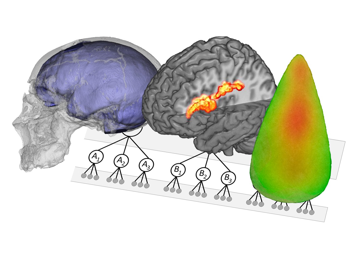 Emiliano Bruner publishes a review article about neuroscience and prehistory