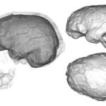 Emiliano Bruner publishes a review paper about the brain of 'Homo habilis'