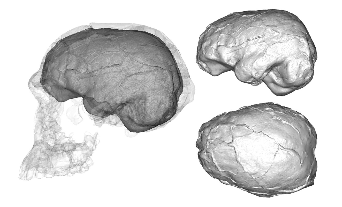 Emiliano Bruner publishes a review paper about the brain of 'Homo habilis'