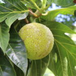 Caribbean breadfruit