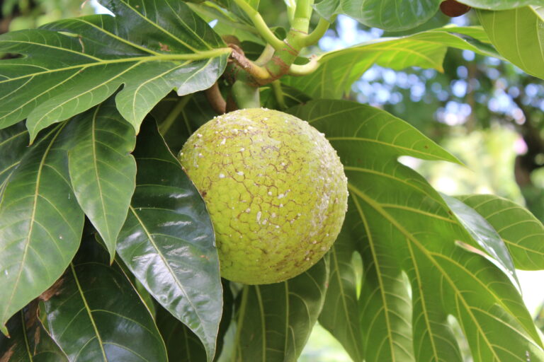 Caribbean breadfruit