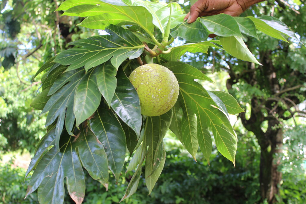 Caribbean breadfruit