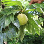 Caribbean breadfruit