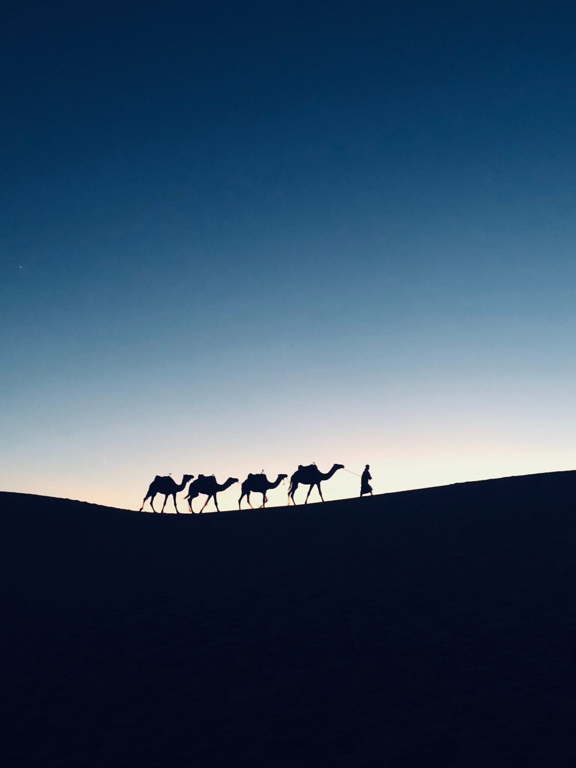 Silk Road camels Morocco