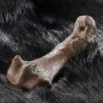Humans have been using bear skins for at least 300,000 years Schöningen