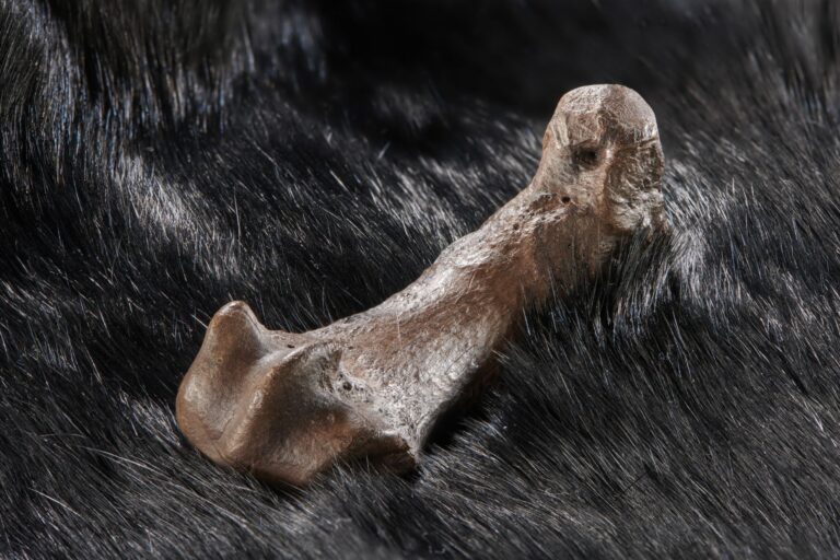 Humans have been using bear skins for at least 300,000 years Schöningen