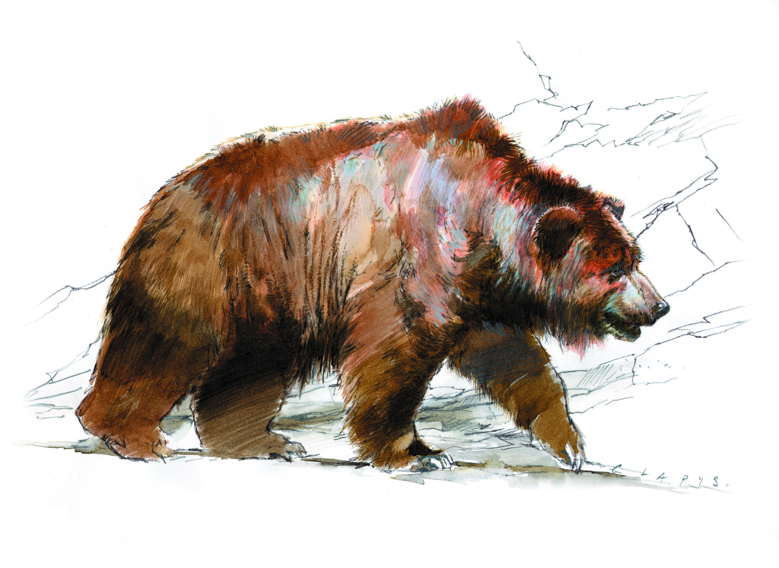 Humans have been using bear skins for at least 300,000 years Schöningen