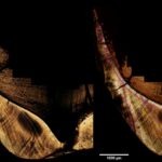 Homo erectus Giava dieta Nuove scoperte sulla dieta dell'Homo erectus a Giava smalto dei denti