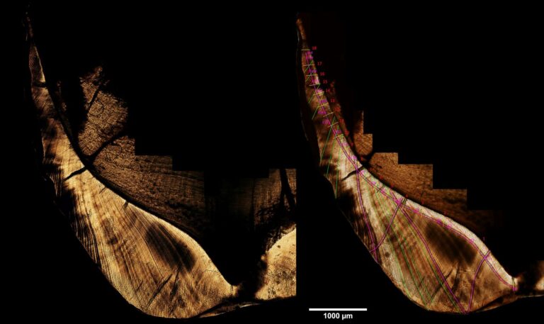 Homo erectus Giava dieta Nuove scoperte sulla dieta dell'Homo erectus a Giava smalto dei denti