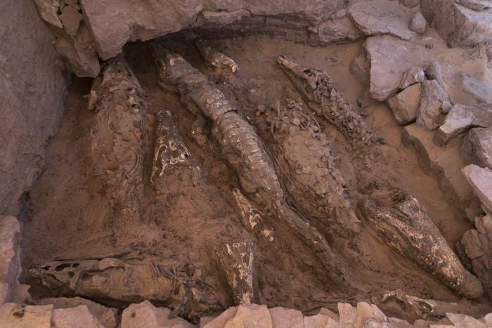 Mummified crocodiles provide insights into mummy-making over time