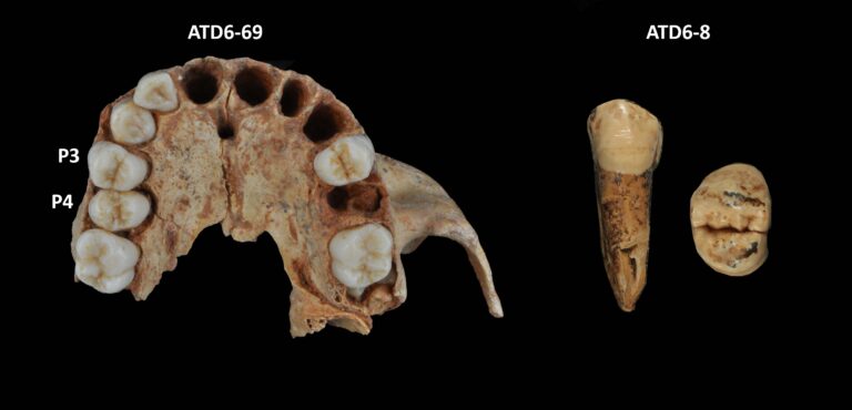 neandertales esmalte fino Neanderthals are not the only species whose dentition is characterized by the possession of thin enamel Homo antecessor