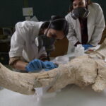 The Neanderthals possessed symbolic capacity