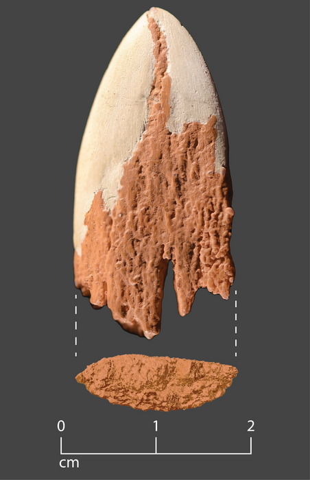 Oldest bone spear point in the Americas