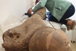 Neanderthals hunted elephants Neandertaler jagten Waldelefanten