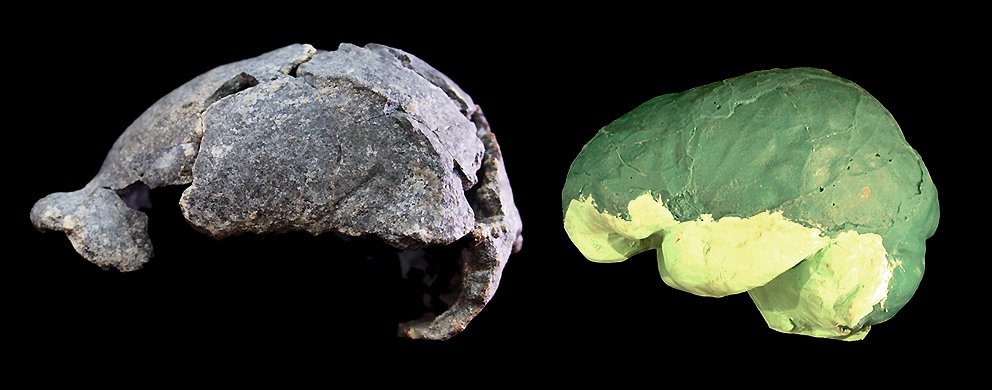 Estudian el cerebro del fósil de Homo erectus con menor capacidad craneal lowest cranial capacity