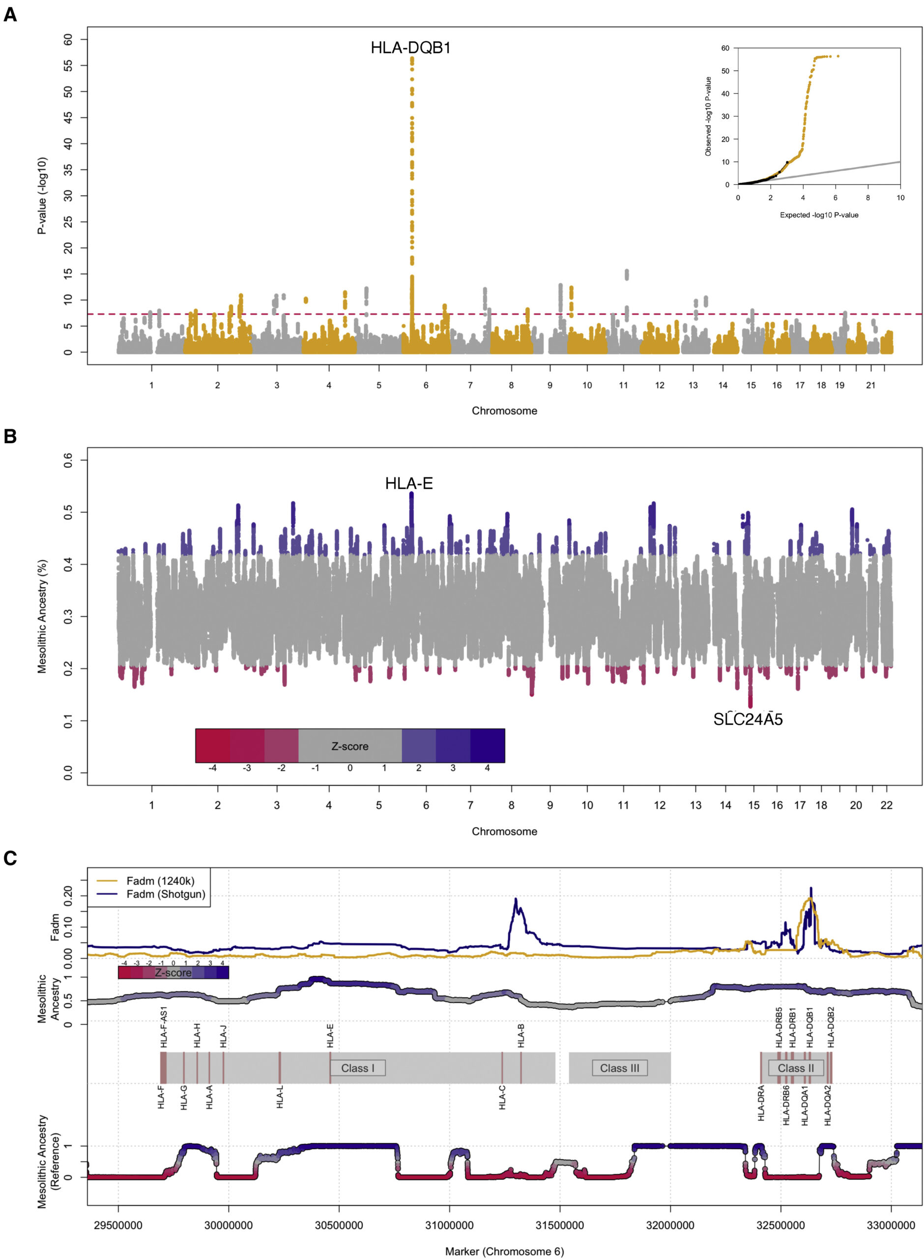 Hunter-gatherer admixture facilitated natural selection in Neolithic European farmers. Credits: Current Biology, Davy et al.