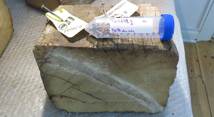 Tree rings and strontium point researchers to the provenance of 400-year-old timber