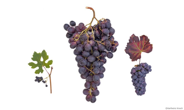 Genome Research: Origin and Evolution of Vine