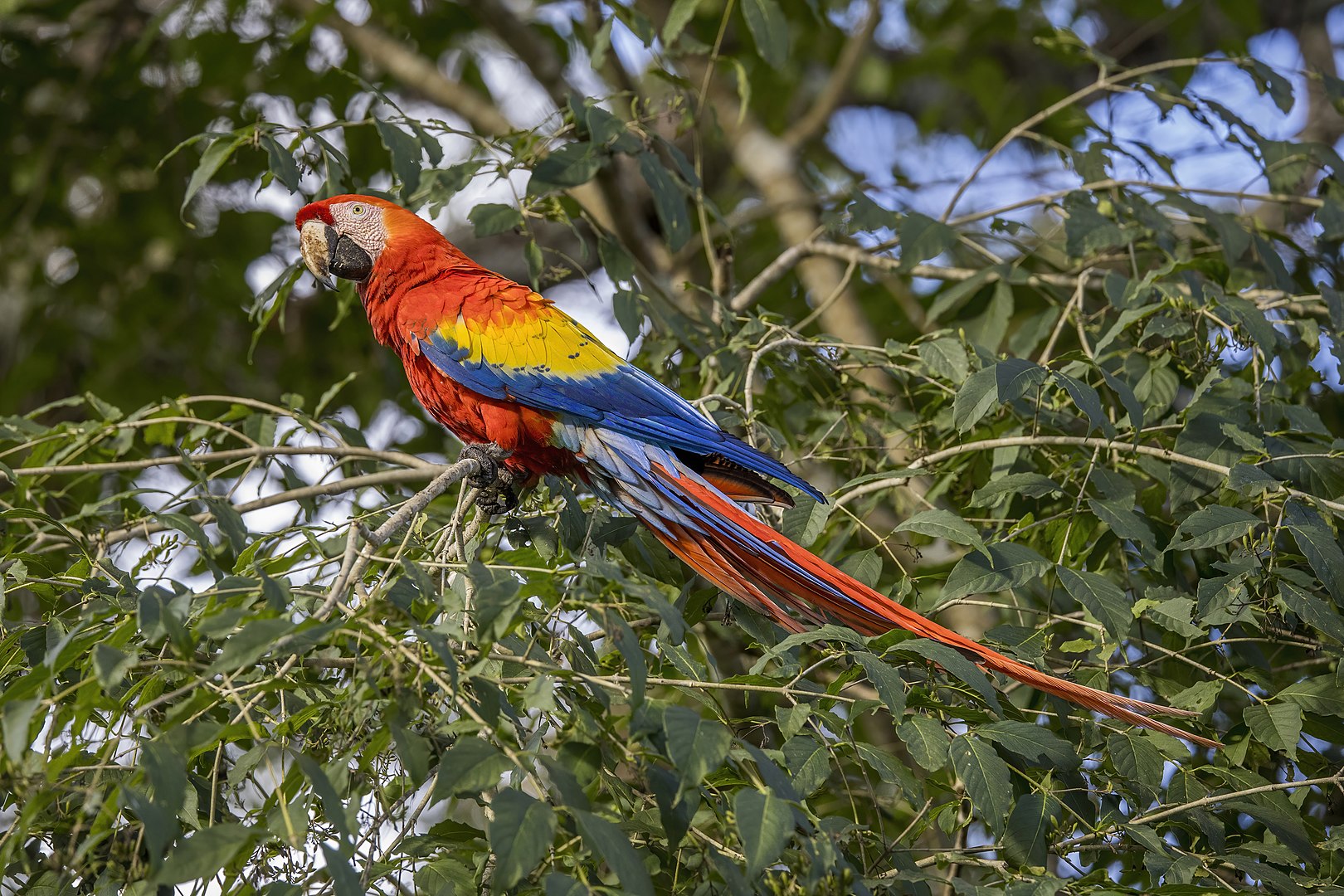 scarlet macaw macaws Ara macao