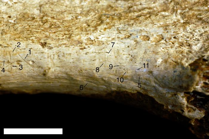 Hominins butchered one another 1.45 million years ago in Kenya cannibalism